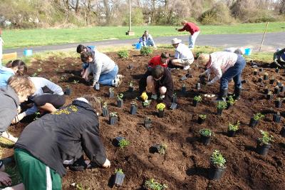 Rain Gardens